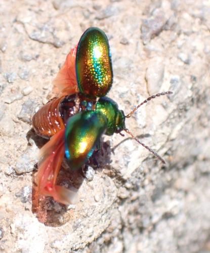 Réf. 285 226 : Chrysolina fastuosa